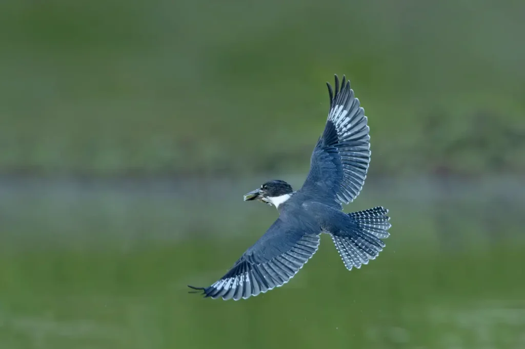 Belted Kingfisher 19