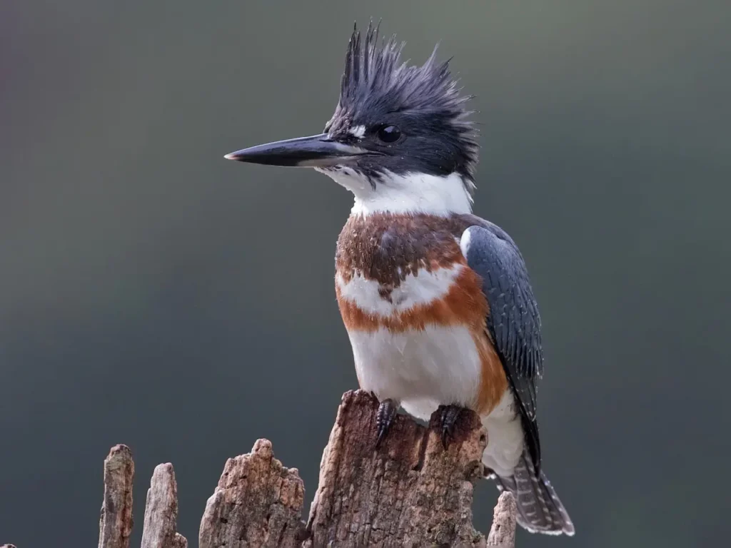 Belted Kingfisher 6