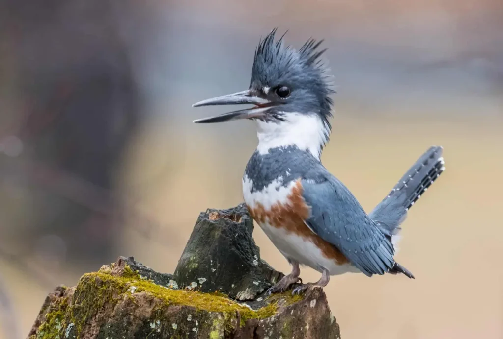Belted Kingfisher 7