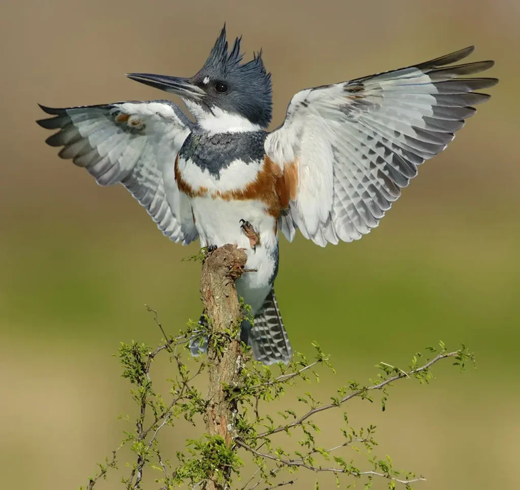 Belted Kingfisher 8