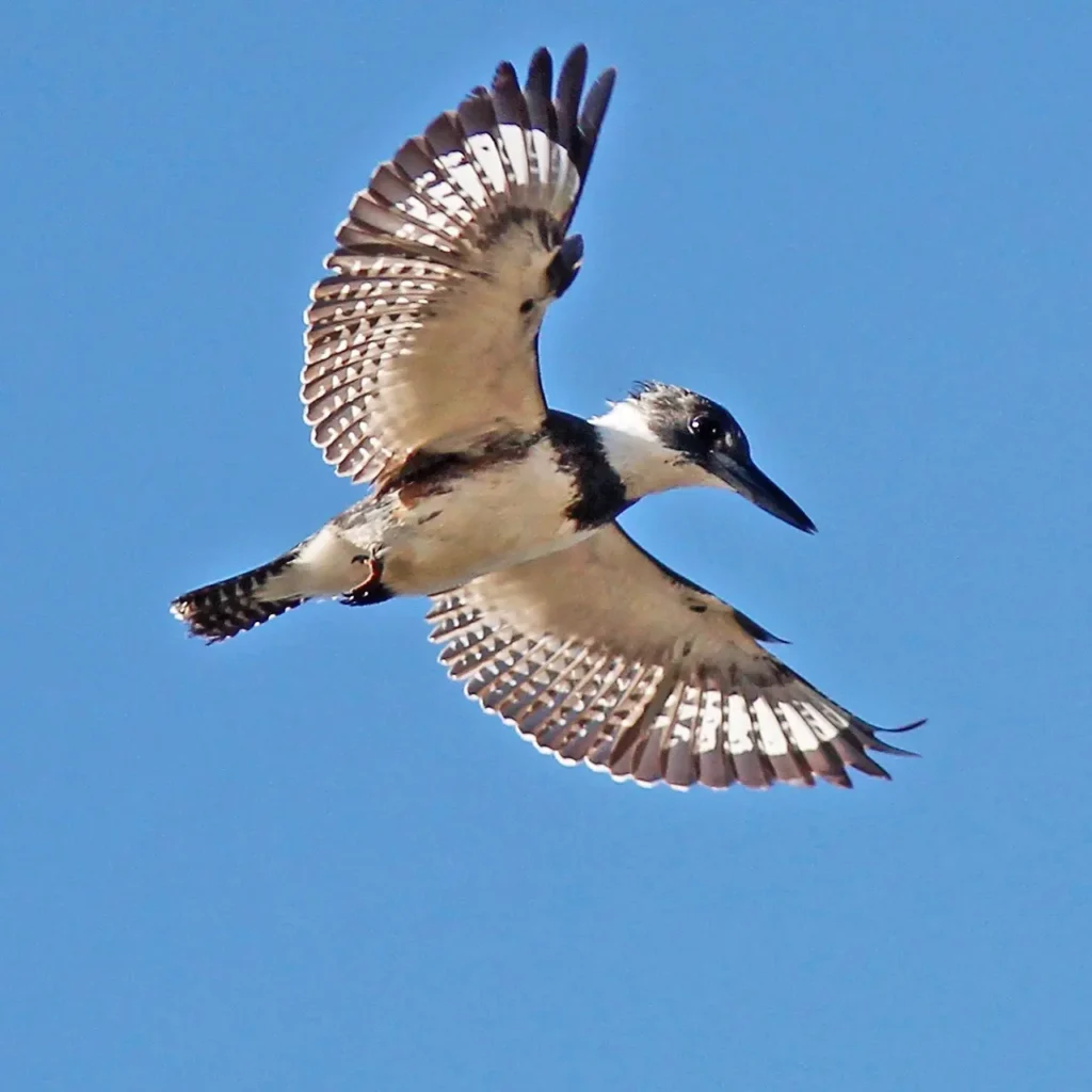 Belted Kingfisher 9