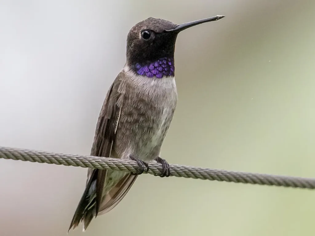 Black-chinned Hummingbird 1