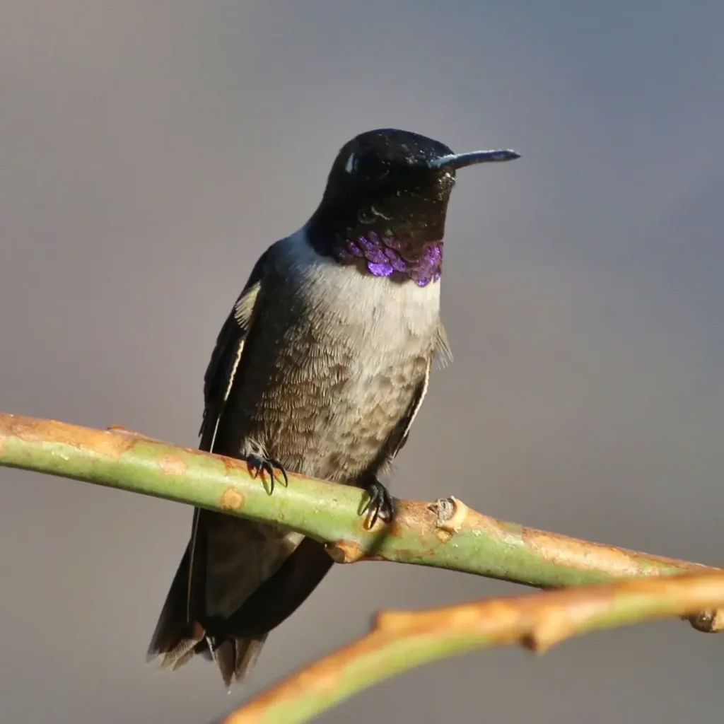 Black-chinned Hummingbird 11