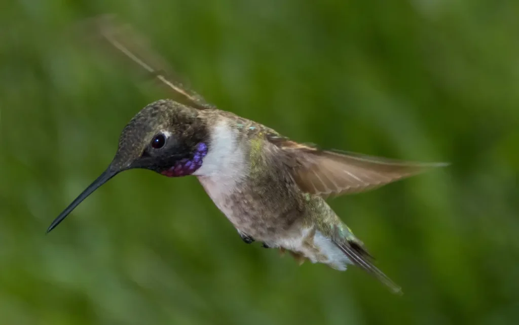 Black-chinned Hummingbird 12