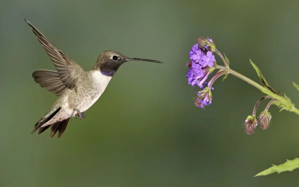 Black-chinned Hummingbird 2