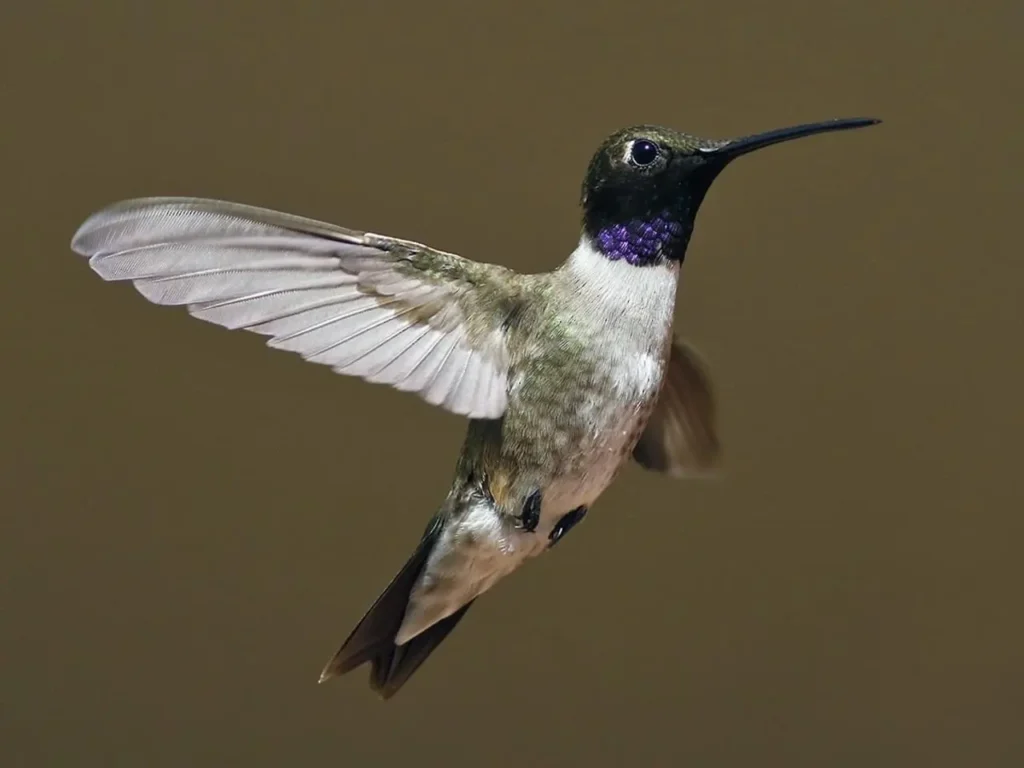Black-chinned Hummingbird 6