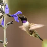 Black-chinned Hummingbird 8
