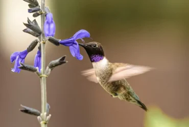 Black-chinned Hummingbird 8