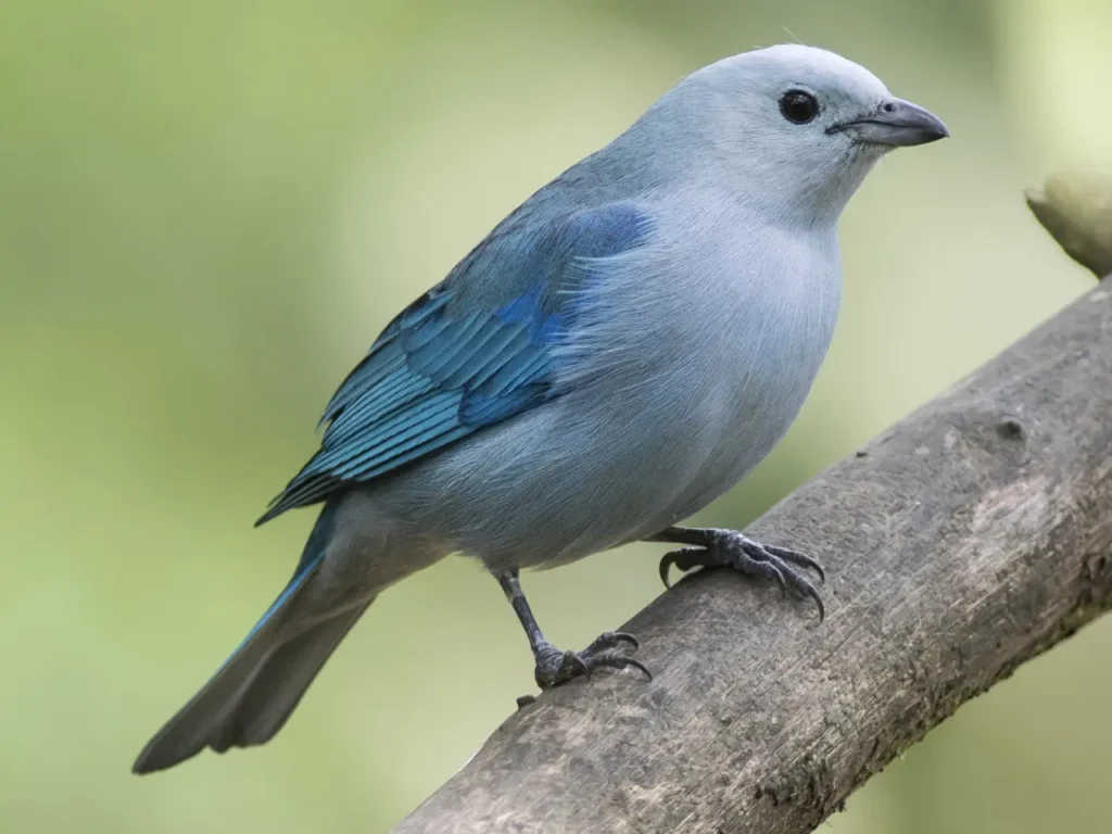 Blue-gray Tanager 1