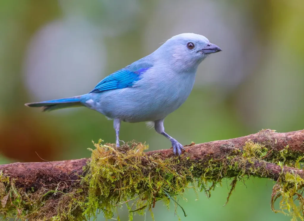 Blue-gray Tanager 10