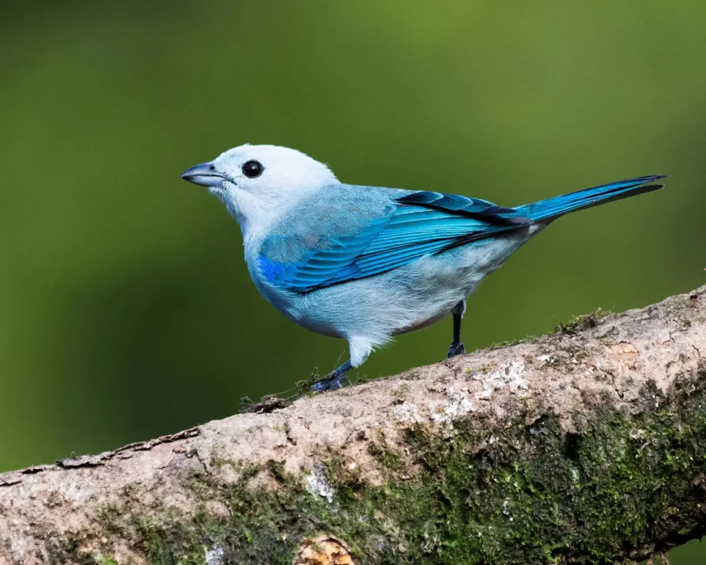 Blue-gray Tanager 11