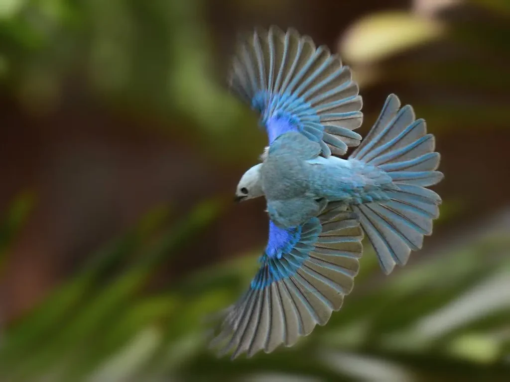 Blue-gray Tanager 13