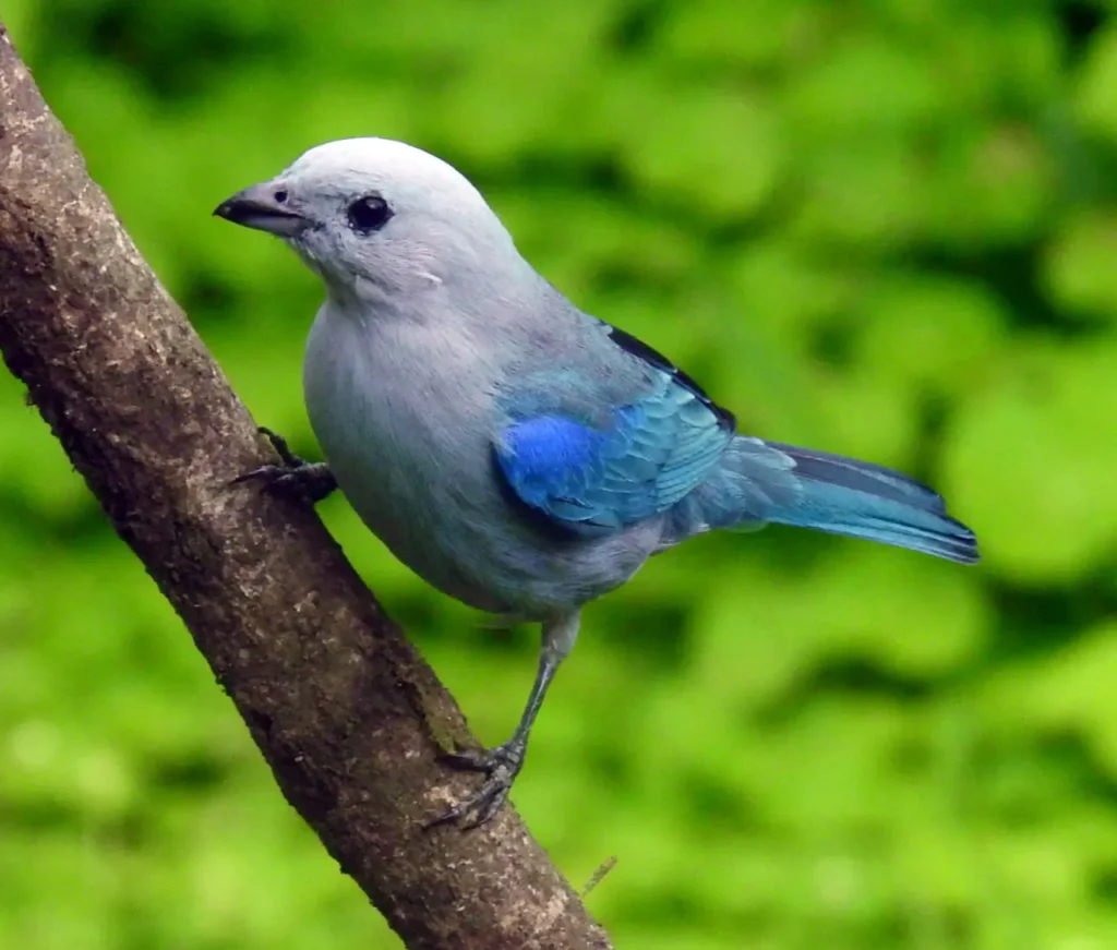 Blue-gray Tanager 14