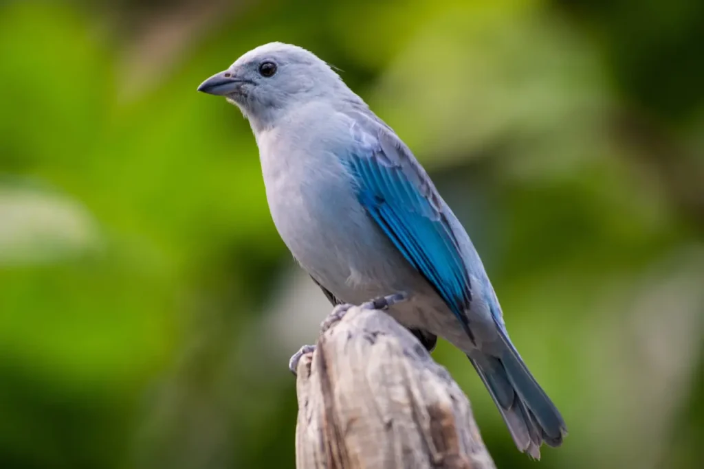 Blue-gray Tanager 15
