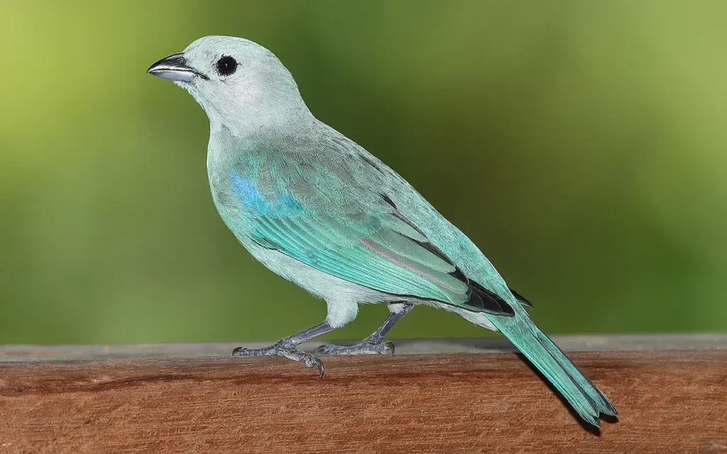 Blue-gray Tanager 2