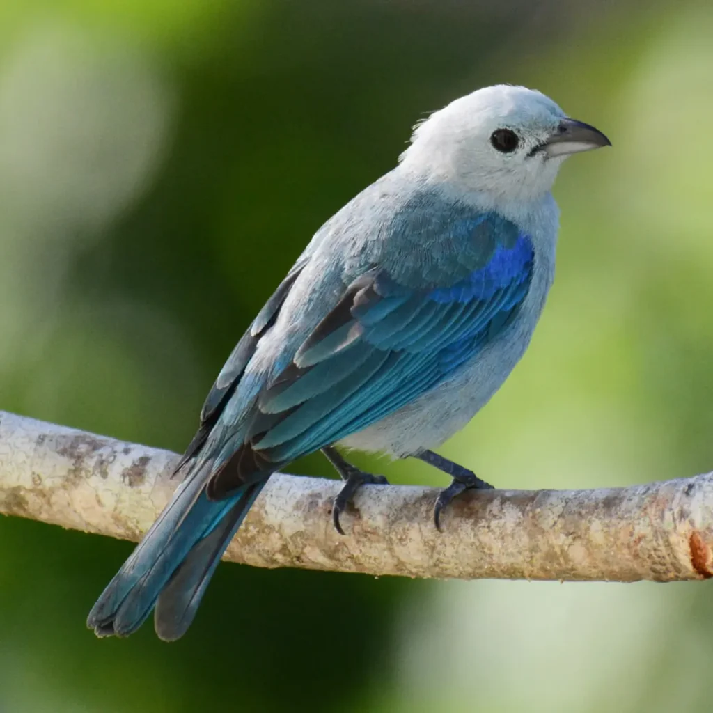 Blue-gray Tanager 3