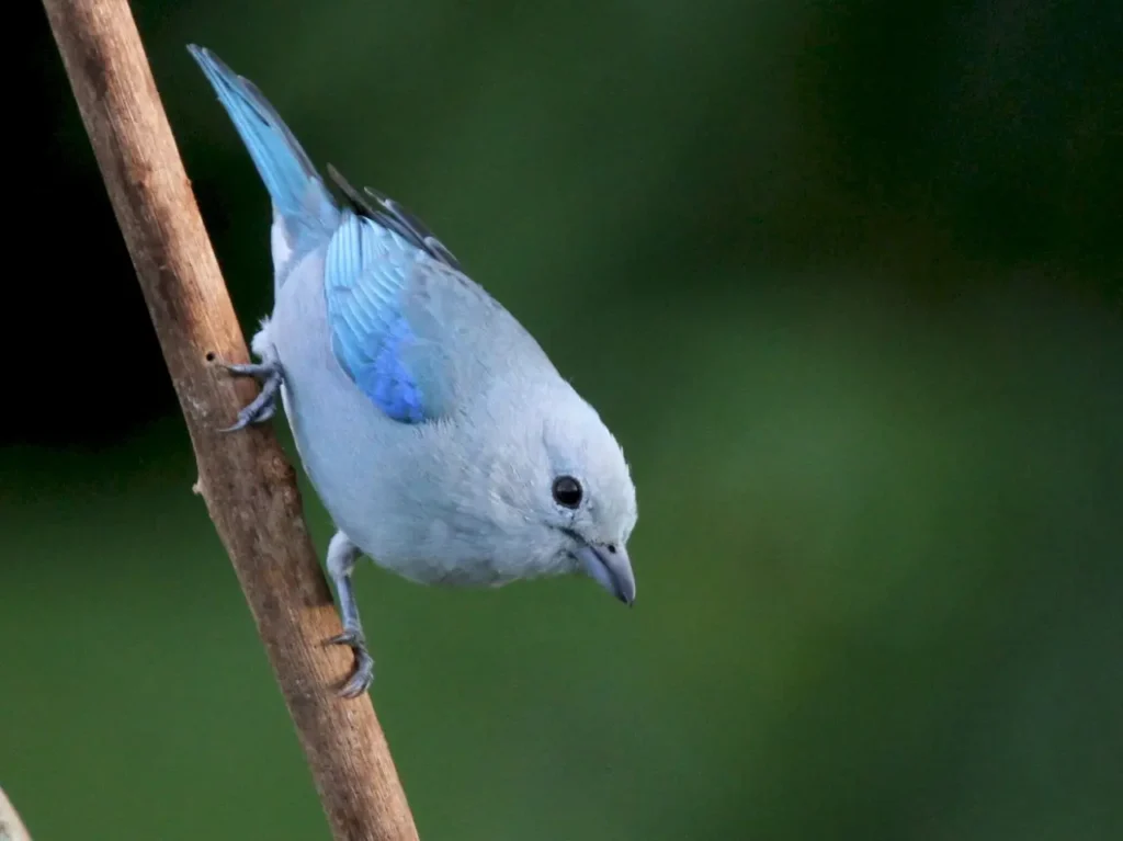 Blue-gray Tanager 4