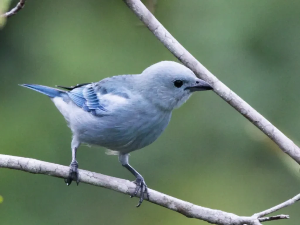 Blue-gray Tanager 5