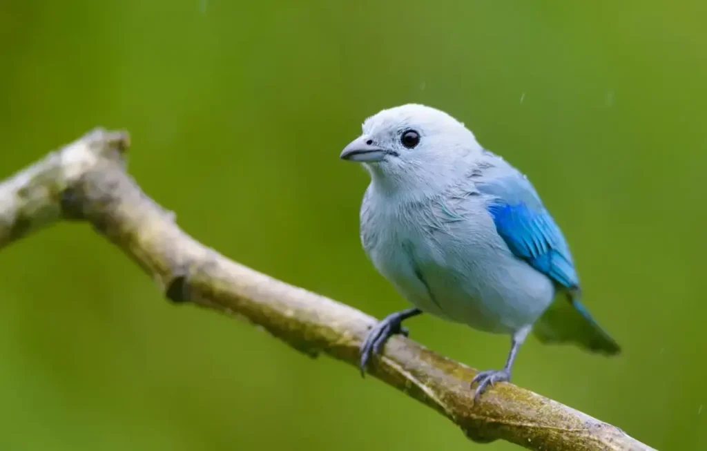 Blue-gray Tanager 6
