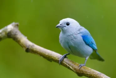Blue-gray Tanager 6