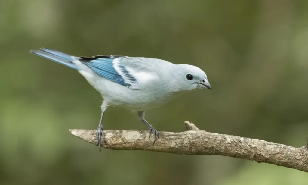 Blue-gray Tanager 7