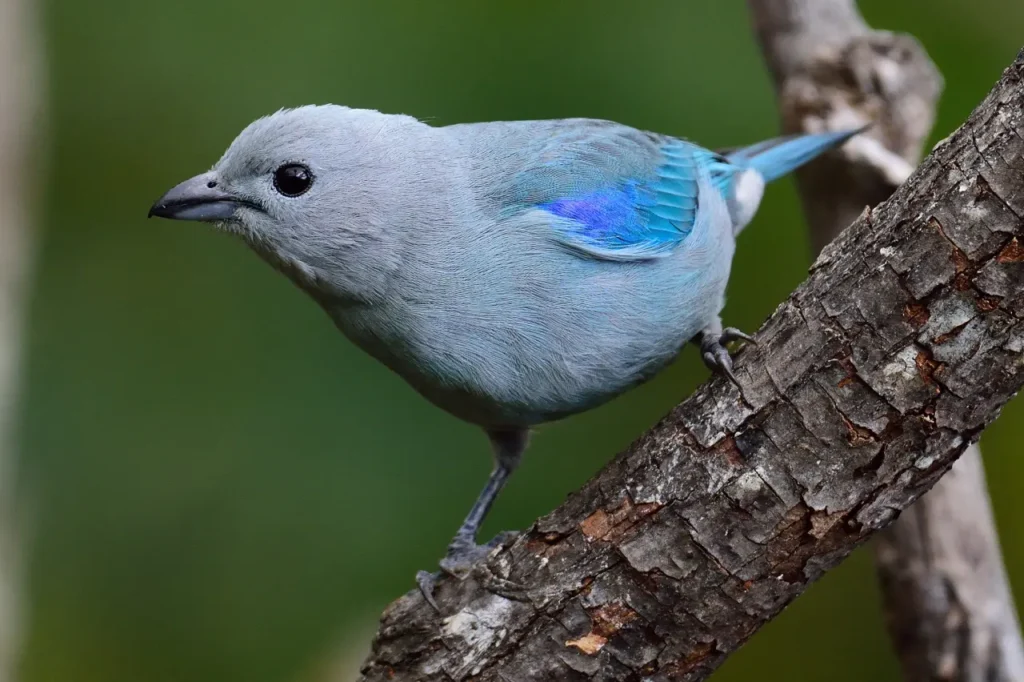 Blue-gray Tanager 8