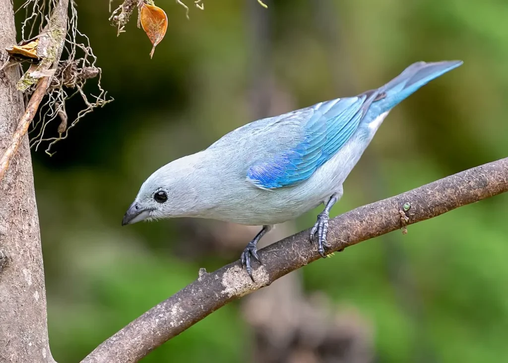 Blue-gray Tanager 9