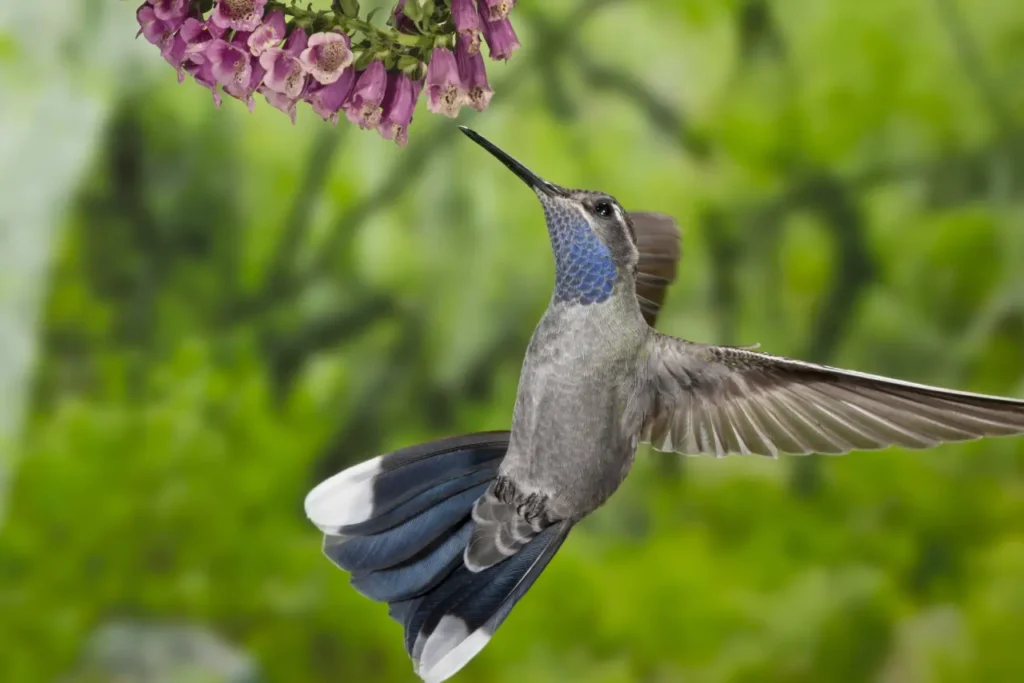 Blue-throated Hummingbird 10