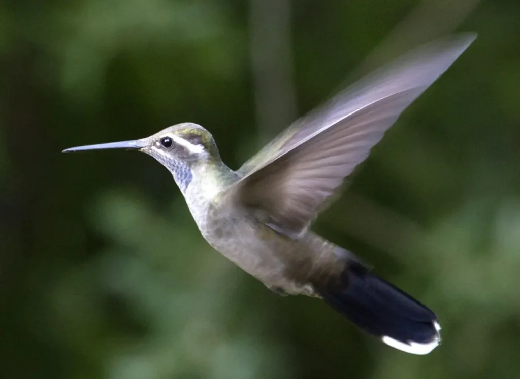 Blue-throated Hummingbird 11
