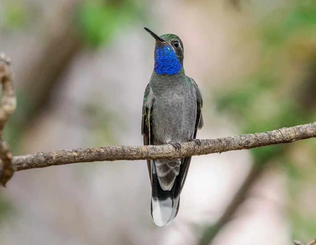 Blue-throated Hummingbird 12