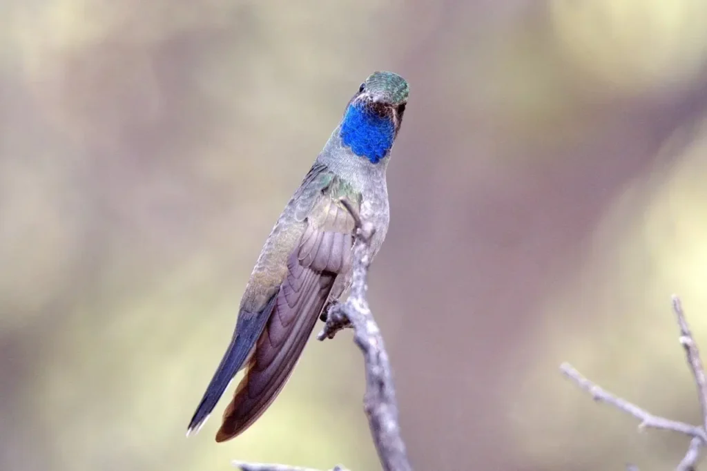 Blue-throated Hummingbird 13