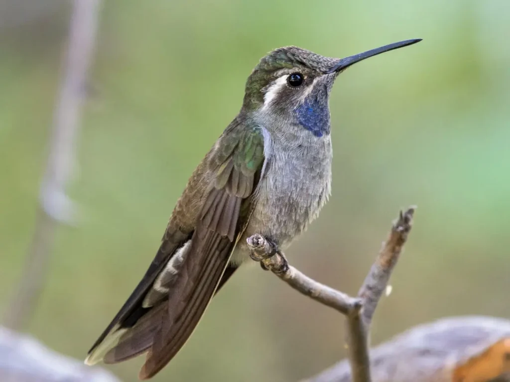 Blue-throated Hummingbird 2