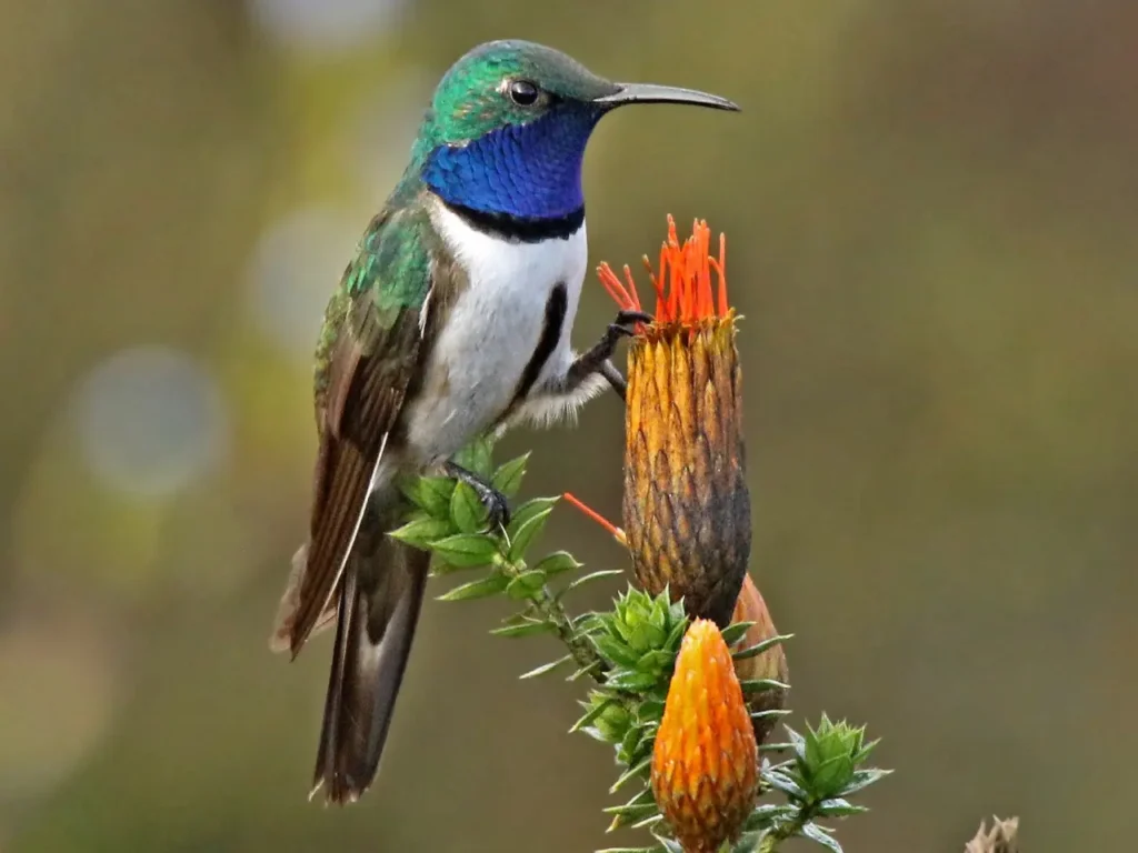 Blue-throated Hummingbird 3