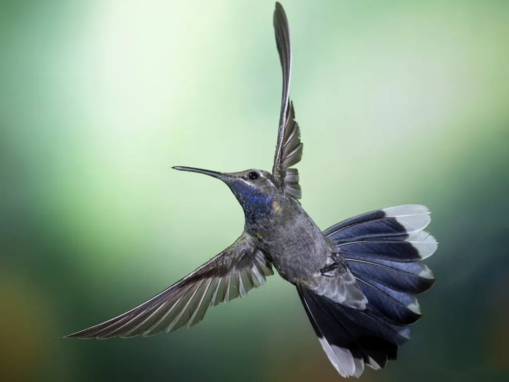 Blue-throated Hummingbird 4