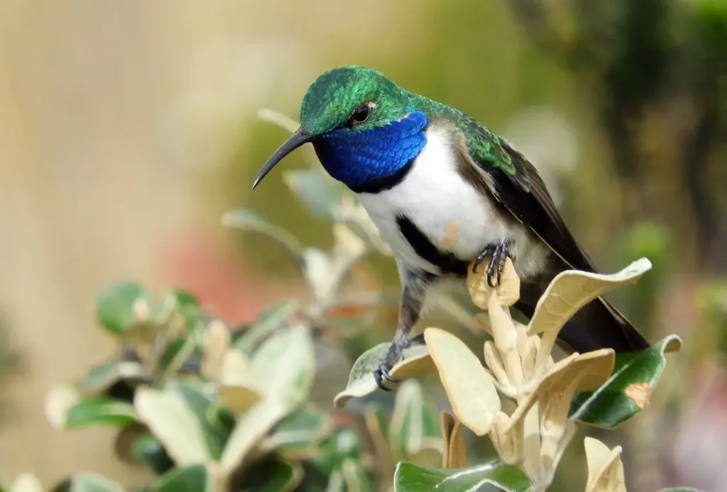 Blue-throated Hummingbird 6