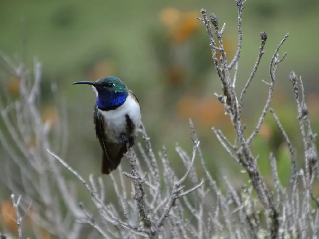 Blue-throated Hummingbird 7