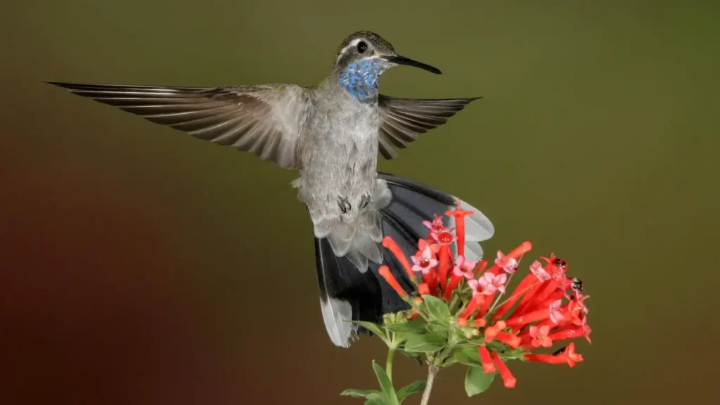 Blue-throated Hummingbird 8