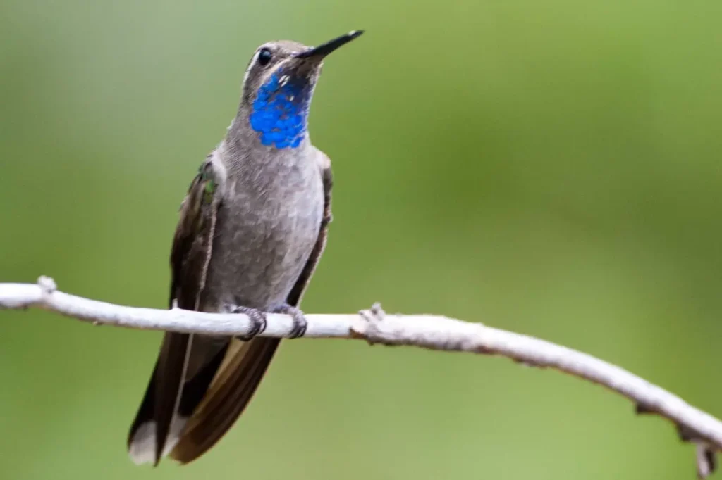 Blue-throated Hummingbird 9