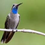 Blue-throated Hummingbird 9