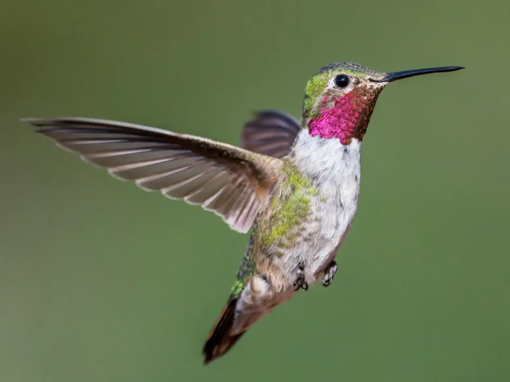 Broad-tailed Hummingbird 1