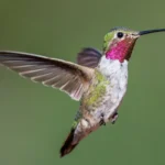 Broad-tailed Hummingbird 1