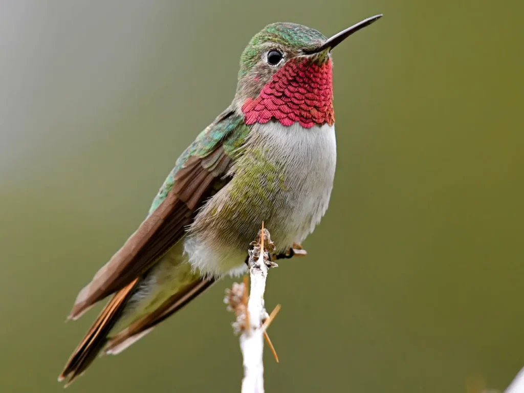 Broad-tailed Hummingbird 3