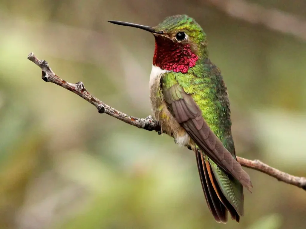 Broad-tailed Hummingbird 4