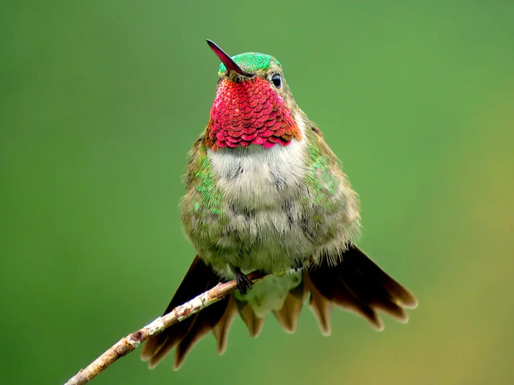 Broad-tailed Hummingbird 5