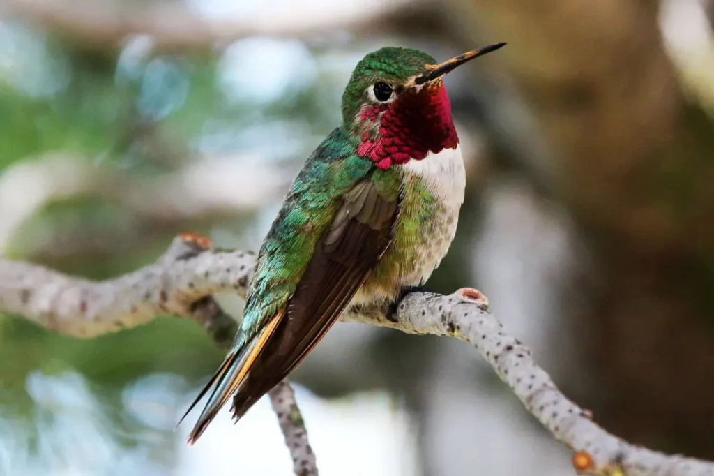 Broad-tailed Hummingbird 6