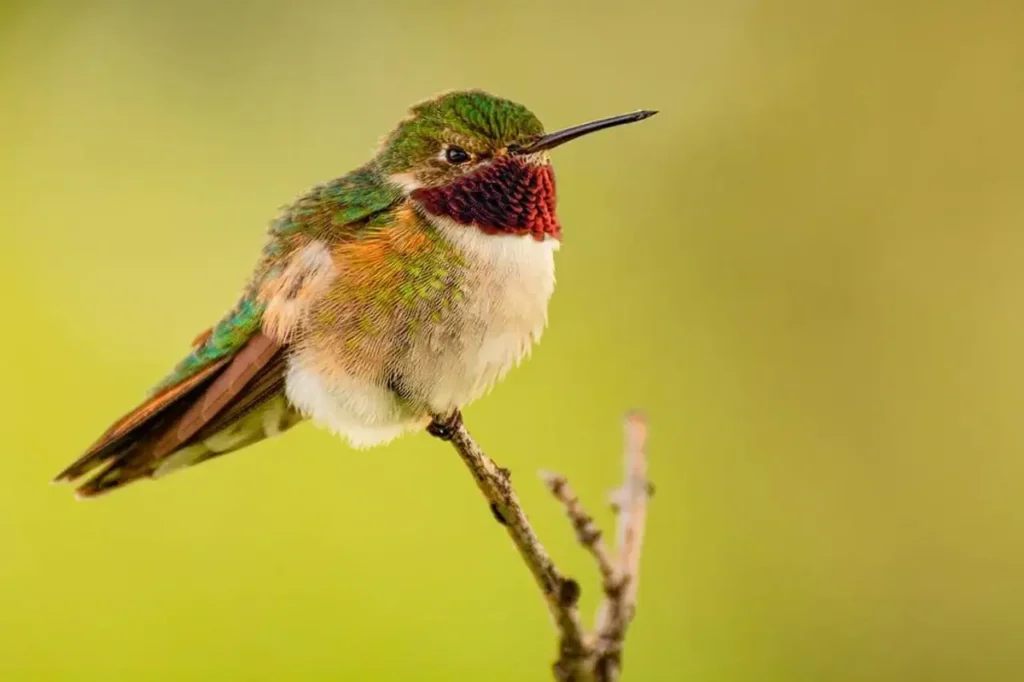 Broad-tailed Hummingbird 7