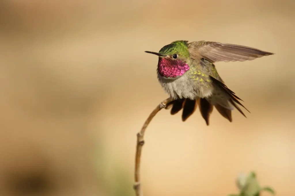 Broad-tailed Hummingbird 8
