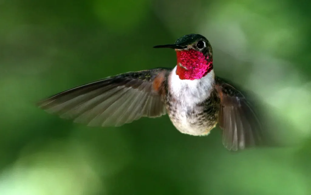 Broad-tailed Hummingbird 9