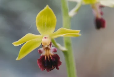 Calanthe Tricarinata (hardy Calanthe Orchid)