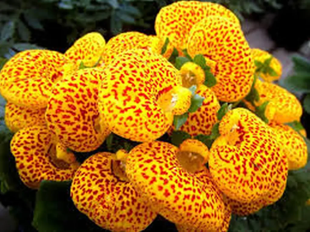 Calceolaria 9